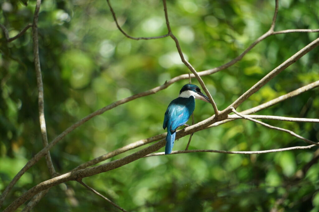 Ein Halsbandliest (Eisvogelart)