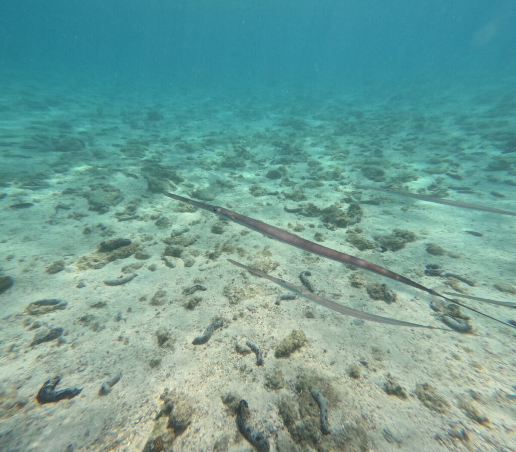 Lustige Flötenfische